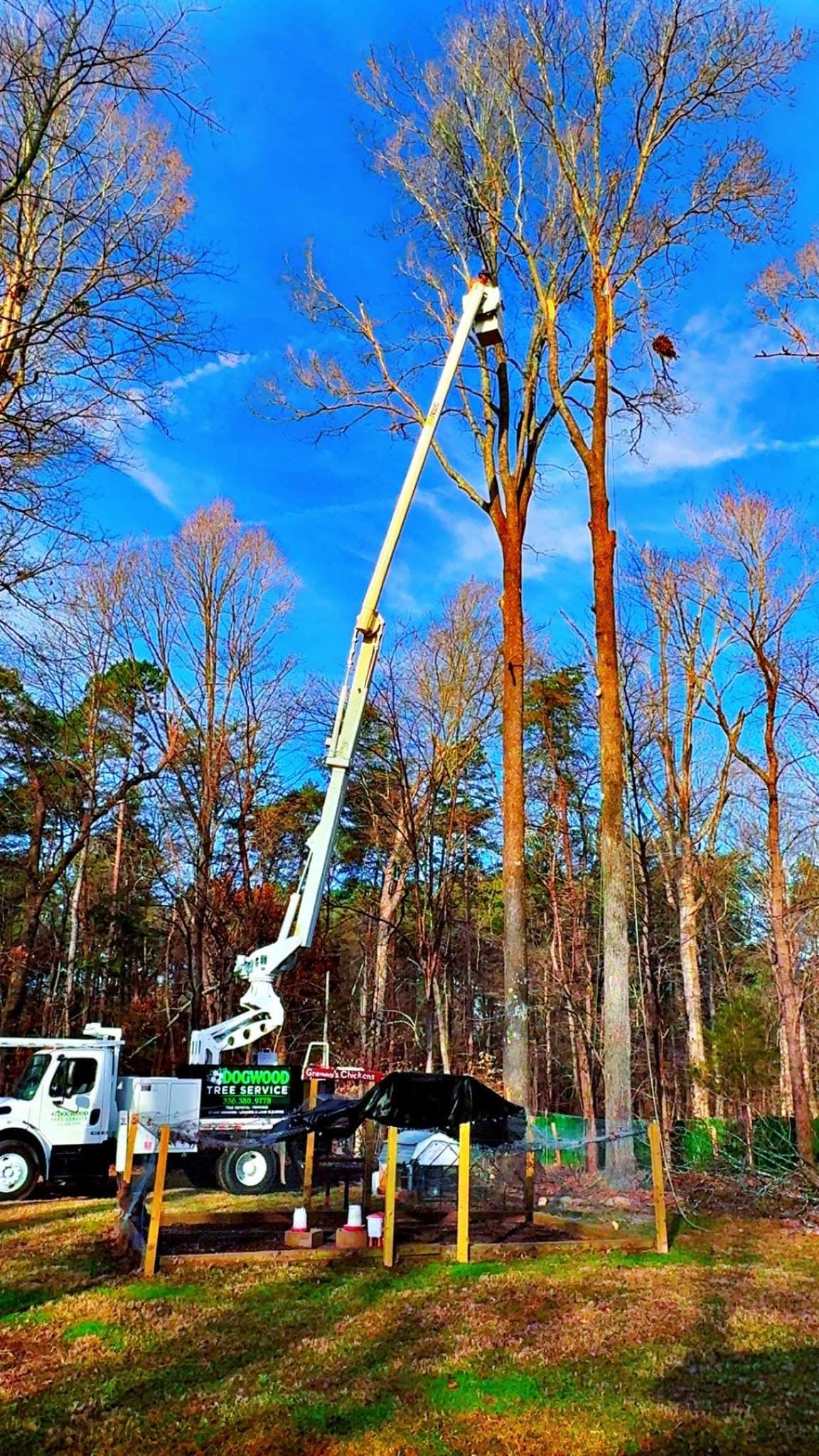 Dogwood Tree Service bucket truck trimming tall trees — January 2026