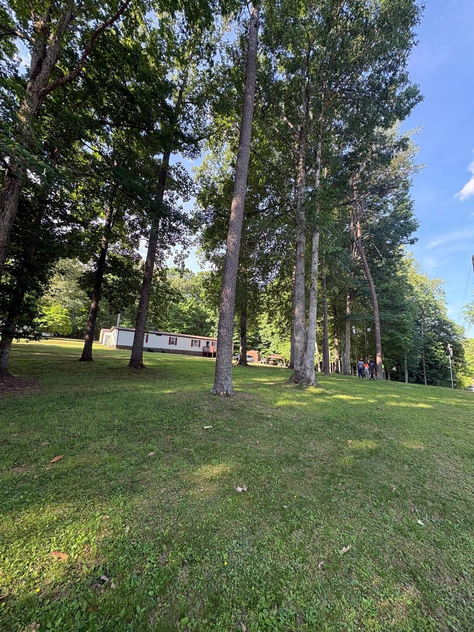 Dogwood Tree Service crew on a residential tree job — June 2026